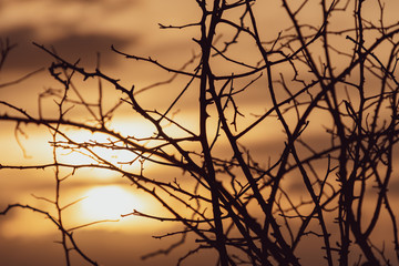dry branch with thorns at sunset