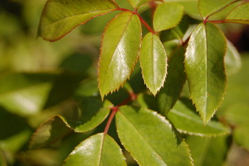 Rose leaf