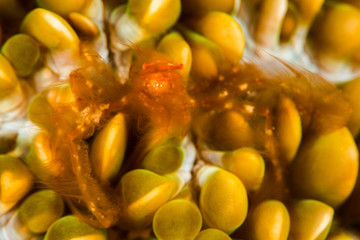 orangutan crab in an anemone
