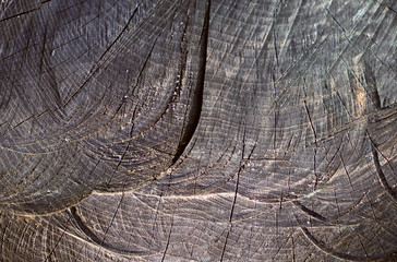 Texture, background, cracks in the tree stump
