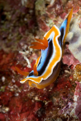 colorful sea slug chromodoris annae Berg