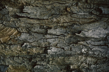 Texture, cracks in the bark of a tree, brown, green and bronze tones