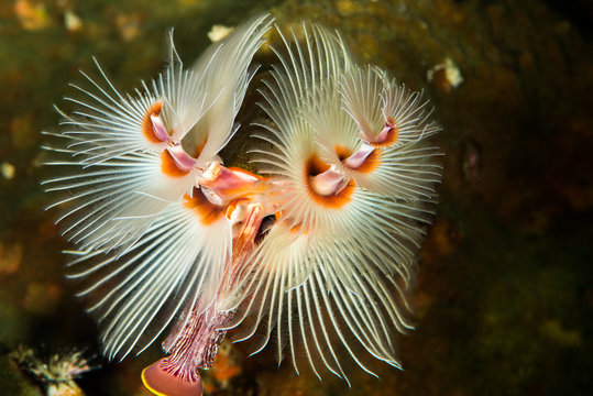 Spirobranchus giganteus, commonly known as Christmas tree worms, are tube-building polychaete worms belonging to the family Serpulidae