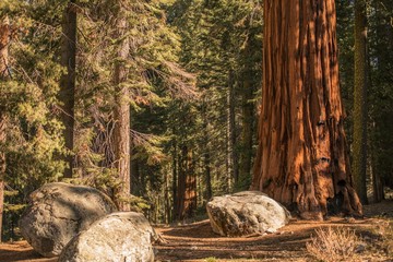 Summer in the Sequoia Forest
