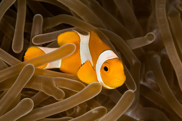 false clown anemonefish, clownfish - obrazy, fototapety, plakaty