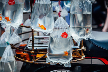 Goldfish in bags of water on a scooter on a rainy day