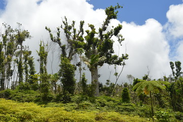 335 AFTER HURRICANE MARIA FOR PR.
