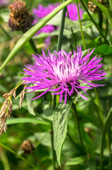 Purple shaggy flowers of Centaurea jacea or brown knapweed on a meadow. Cheerful rich colors of nature and bright sunlight inspire for the best and fill the soul with delight and joy.