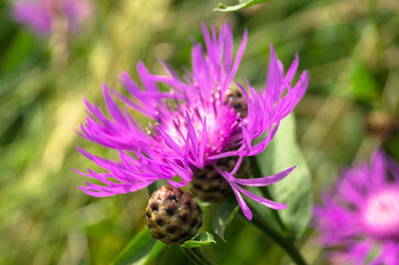 Purple shaggy flowers of Centaurea jacea or brown knapweed on a meadow. Cheerful rich colors of nature and bright sunlight inspire for the best and fill the soul with delight and joy.