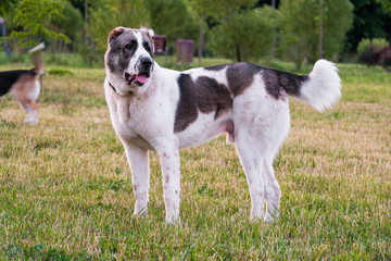 Central Asian shepherd dog, or Alabai, is an ancient breed of dog from the regions of Central Asia.
