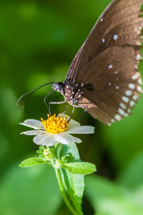 Beautiful brown butterfly sucks nectar from the flower