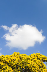 Gorse bush in flower against a sky