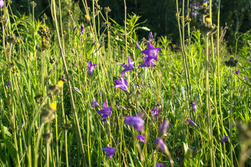 Uplifting piece of summer countryside. Modest flowers of a spreading bellflower (Campanula patula) under sunlight.