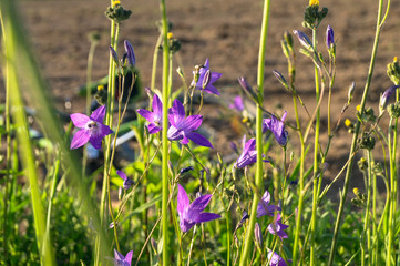 Uplifting piece of summer countryside. Modest flowers of a spreading bellflower (Campanula patula) under sunlight.