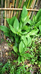 Obraz premium Brazil