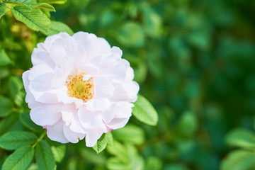                                                    White flower on bush with bokeh as a blurred background. Copy space for text.           
