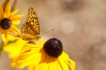                        Butterfly on yellow flower with blurred bokeh as a background. Copy space for text.        
