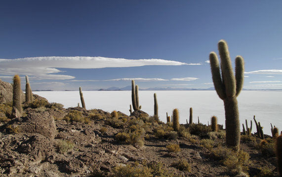 The famous Cactus Island in the Salar de Uyuni in Bolivia
