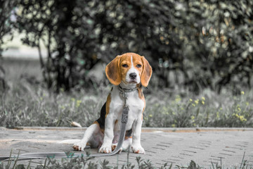 Image with original color reproduction, stylized faded retro postcard. A thoughtful Beagle puppy on...