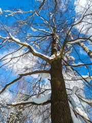 Uplifting frosty winter morning in a countryside. Bright blue sky and tall branchy trees under the sunlight.