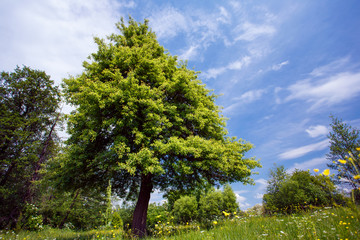 Green tree on tthe sky background