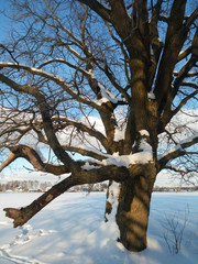 Uplifting frosty winter morning in a countryside. Bright blue sky and tall branchy trees under the sunlight.