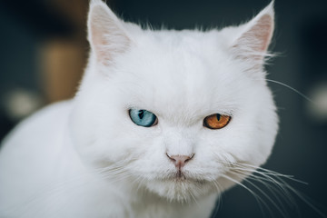 Pure white cat with one blue and one brown eye