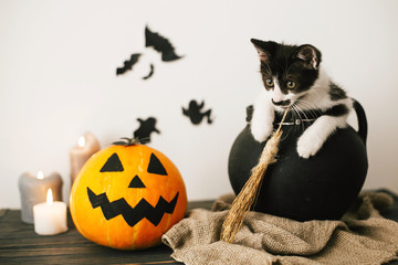 Happy Halloween concept. cute kitty sitting in witch cauldron with Jack o lantern pumpkin with...