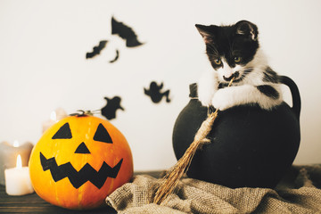 cute kitty sitting in witch cauldron with Jack o lantern pumpkin with candles, broom and bats,...