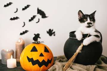 cute kitty sitting in witch cauldron with Jack o lantern pumpkin with candles, broom and bats,...