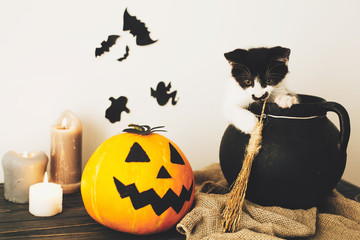 cute kitty sitting in witch cauldron with Jack o lantern pumpkin with candles, broom and bats,...
