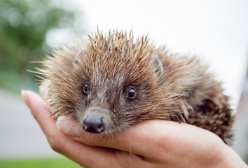 portrait of pedgehog