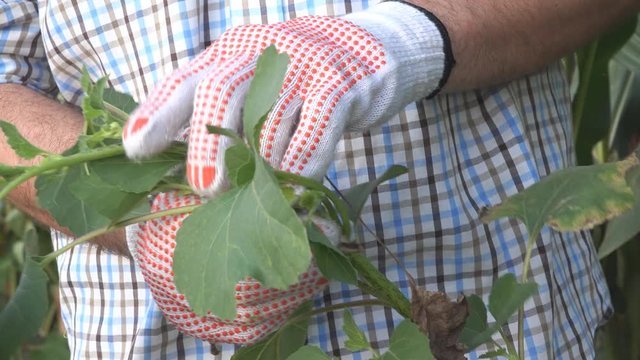 Weed control in corn field, farmer holding Datura stramonium or jimsonweed in hands