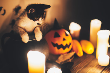Happy Halloween. black kitty sitting in witch cauldron and Jack o lantern pumpkin with candles,...