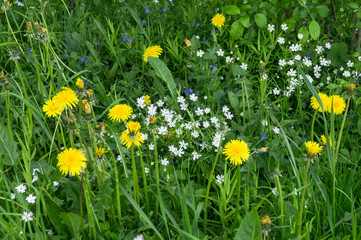 Bright flowers of dandelion on a Sunny forest glade.
