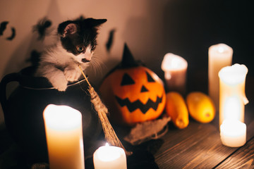 cute kitty sitting in witch cauldron and Jack o lantern pumpkin with candles, broom and bats,...