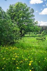 Bright flowers of dandelion on a Sunny forest glade. Picturesque peaceful nook away from the urban noise and hustle. Rich colors of nature inspire for the best and fill the soul with harmony and joy.