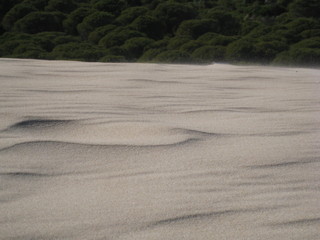 Dunas  junto a bosque con ligero efecto de viento en la arena