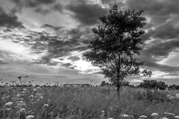 Monochrome image. Gloomy sky over the flowered Bogolyubovo meadow, Vladimir region, Russia.