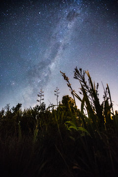 Milky Way with New Zealand bush in the foreground