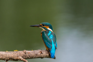 King fisher