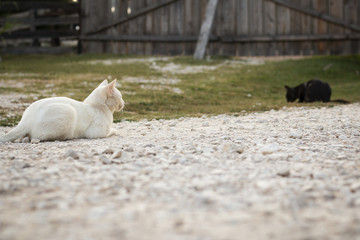White cat and black cat keeping on distance, sitting in backyard