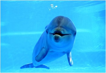 Delfín mirando a la cámara bajo el agua.