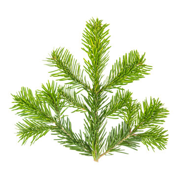 Christmas tree pine twig isolated white background
