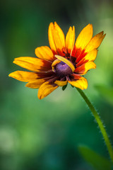rudbekia