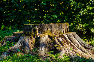 Obraz premium Baumstumpf im Wald