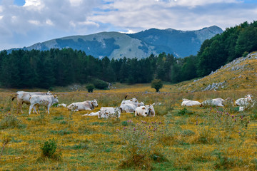 white cows in the mountains in Prati Di Mezzo,Lazio,Italy