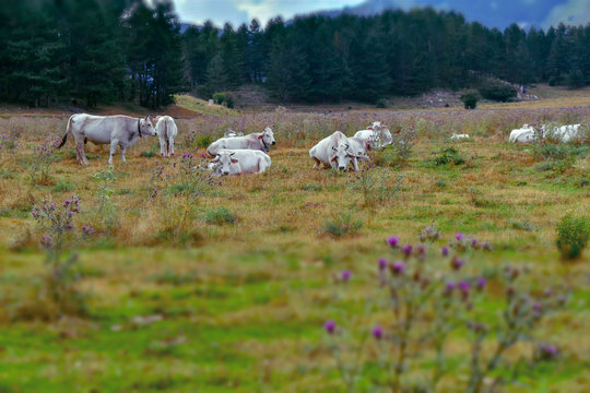 white cows grazes in Prati Di Mezzo,Italy