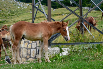 Naklejka na ściany i meble cute brown foal in the mountain