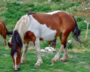 brown and white horse close-up